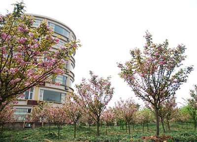 重庆交通职业学院樱花园